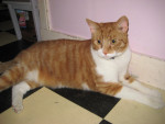 Bassie